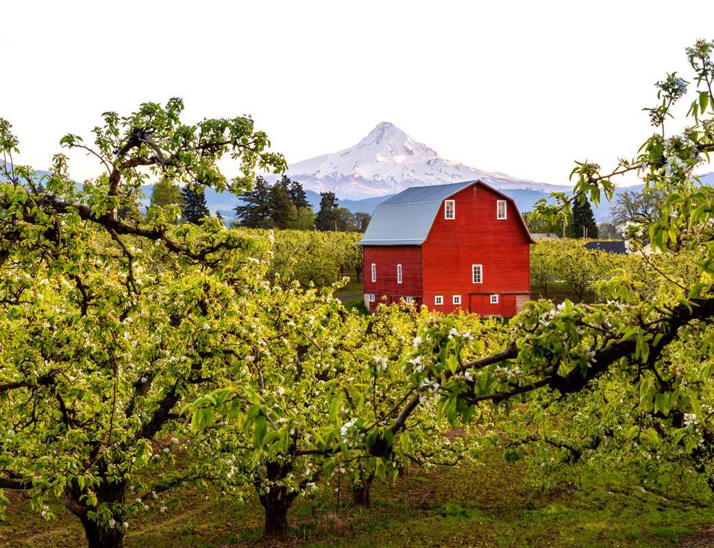 http://www.portraitmagazine.com/pub/photo/39-northwest-harvest-pears-001.jpg