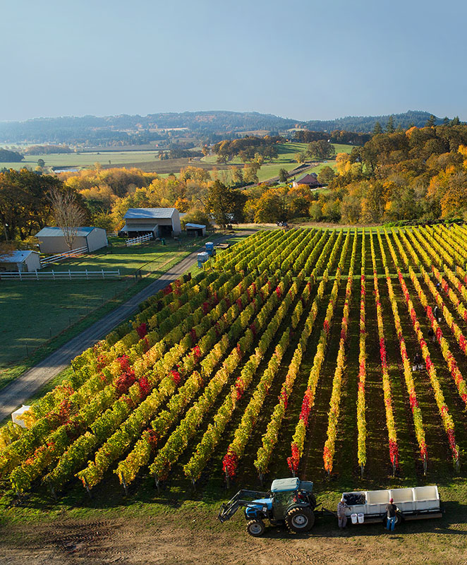 Oregon Pinot Glass – Bella Vida Vineyard